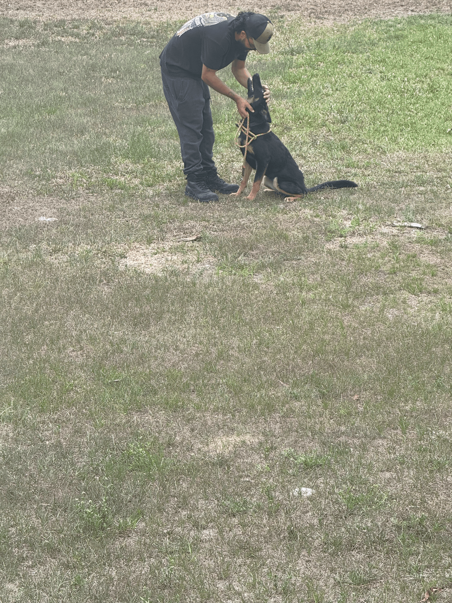 Guest dog