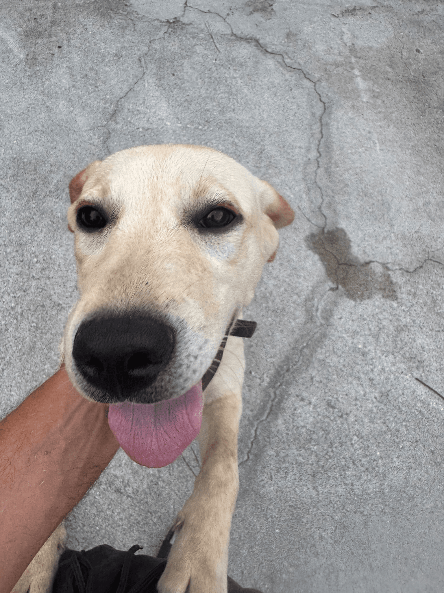 Guest dog