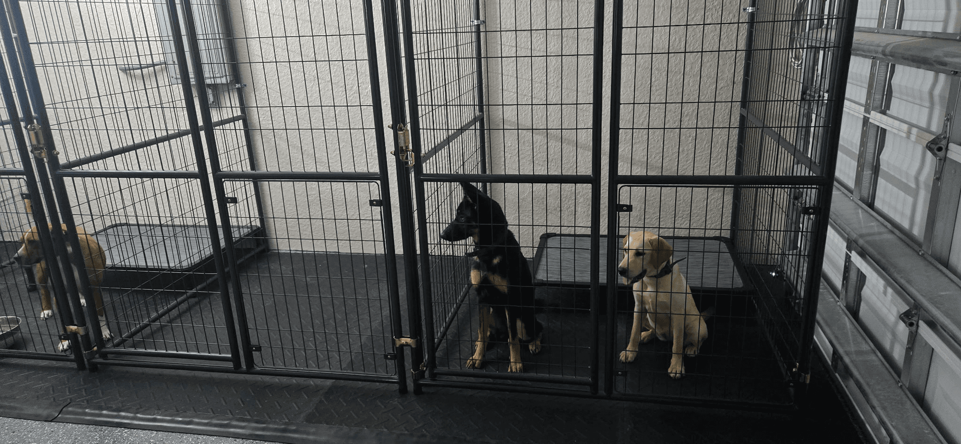 Guest dog